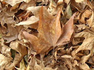 Image showing Falling leaves