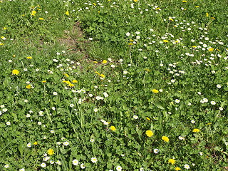 Image showing Daisy meadow