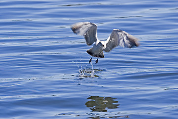 Image showing Seagull