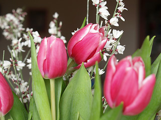 Image showing Tulip picture