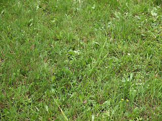 Image showing Grass meadow