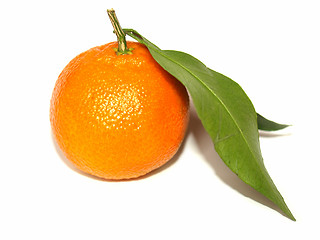 Image showing Tangerine picture