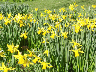 Image showing Daffodils picture