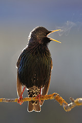 Image showing Starling ardent singing