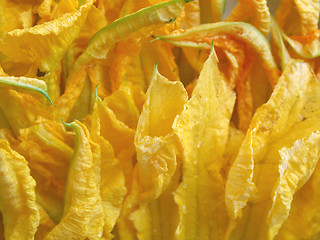 Image showing Courgette flowers