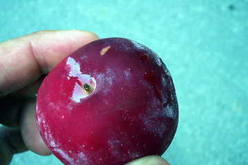 Image showing red plum