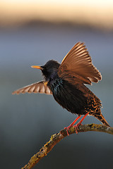 Image showing Starling singing