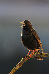 Image showing Starling singing