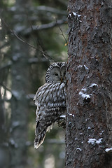 Image showing Ural owl peeking