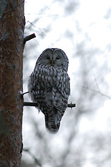 Image showing Ural owl on the tree