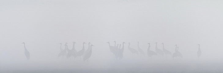 Image showing Common cranes in a misty bog