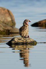 Image showing Baby Common Gull