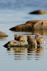 Image showing Baby Common Gulls