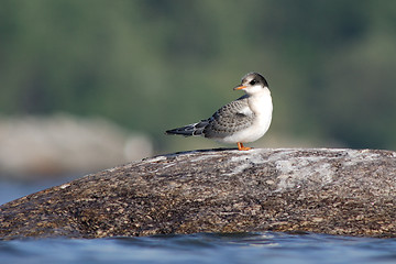 Image showing Baby Arctic Tern