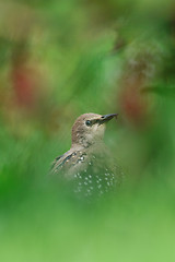 Image showing European Starling