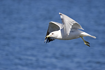 Image showing Seagull