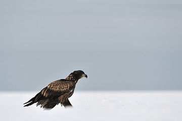 Image showing White-tailed eagle moving 