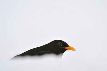 Image showing Blackbird in a snow