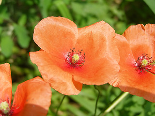 Image showing Flower picture