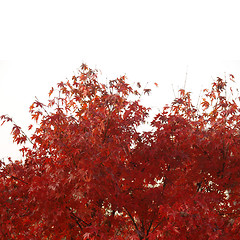 Image showing Maple leaves