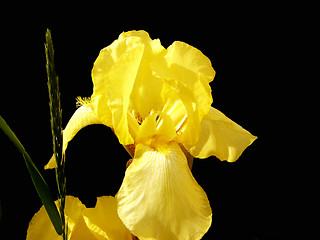 Image showing Iris