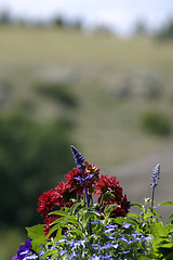 Image showing Flowers in the Garden