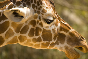 Image showing Giraffe