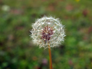 Image showing Dandelion picture