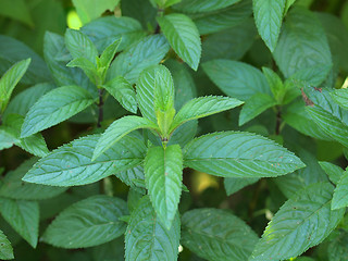 Image showing Peppermint