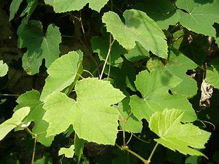 Image showing Vine picture