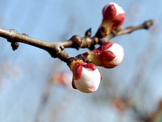 Image showing Peach tree flower