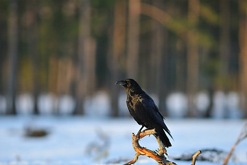 Image showing Common Raven