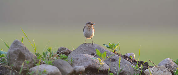 Image showing Bird