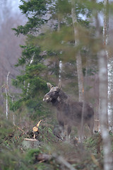 Image showing Moose and felled trees 