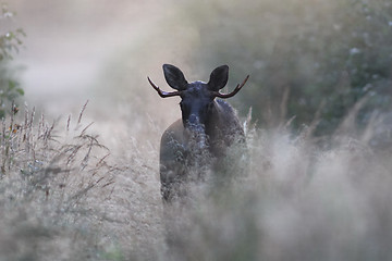 Image showing Moose in fog