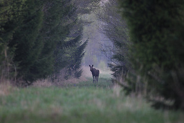 Image showing Moose in alley