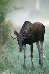 Image showing Bull Moose in heat