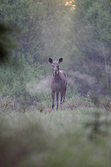 Image showing Moose breathing fumes 