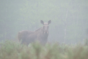 Image showing Moose in fog