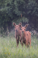 Image showing Two moose calf 