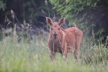 Image showing Cute moose calf 