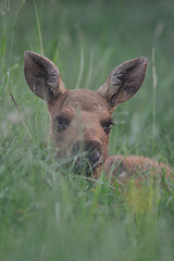 Image showing Moose calf resting