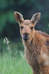 Image showing Moose calf portrait