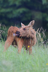 Image showing Young Moose self cleaning