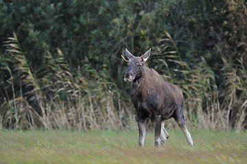 Image showing Bull moose peeing