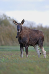 Image showing Bull Moose in meadow