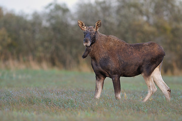 Image showing Bull Moose