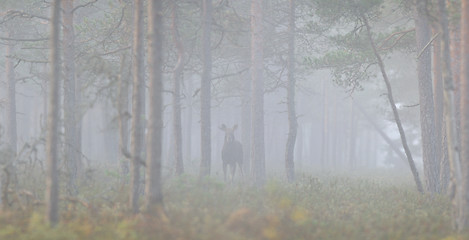 Image showing Bull Moose in the mist