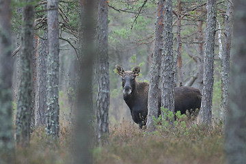 Image showing Moose behind the trees