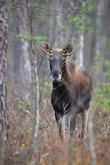 Image showing  Moose in autumn forest 